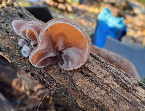 Schule im Wald